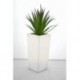 Vase Plante